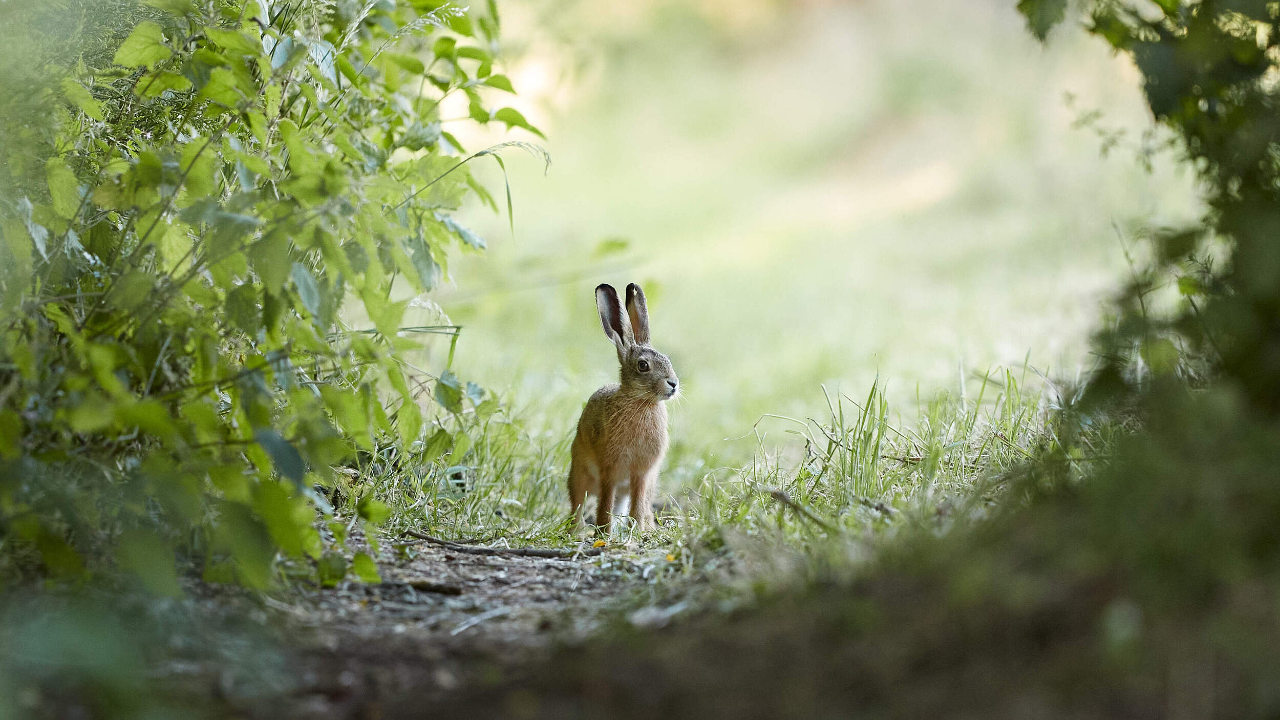 Ein Feldhase steht auf einem sonnigen Waldweg, eingerahmt von saftig grünem Sträuchern und Bäumen. 