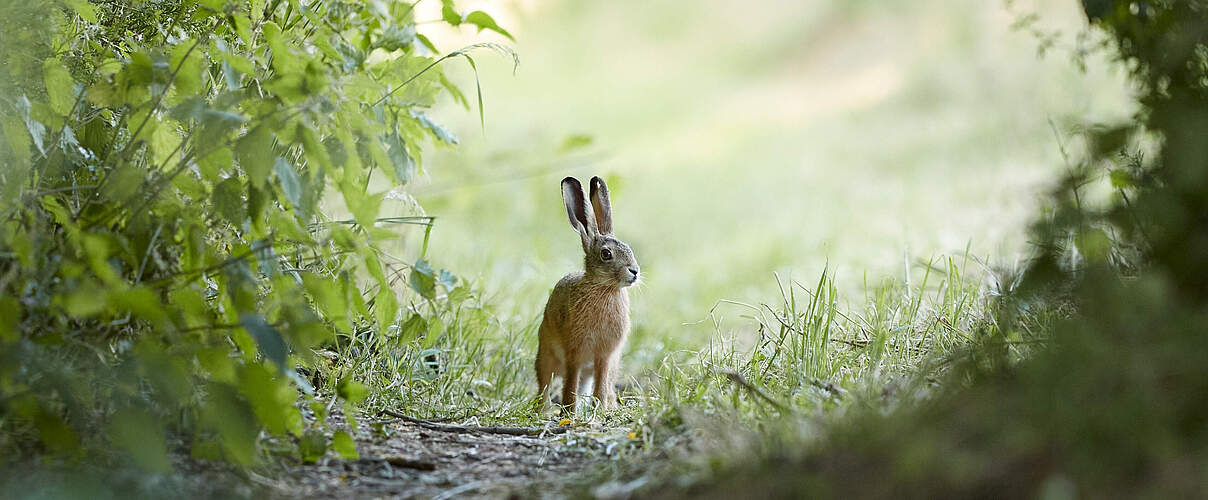 Ein Feldhase steht auf einem sonnigen Waldweg, eingerahmt von saftig grünem Sträuchern und Bäumen. 