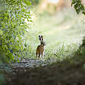 Ein Feldhase steht auf einem sonnigen Waldweg, eingerahmt von saftig grünem Sträuchern und Bäumen. 