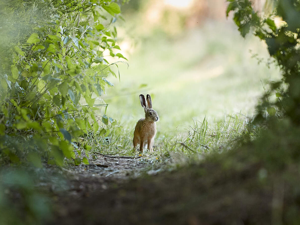 Ein Feldhase steht auf einem sonnigen Waldweg, eingerahmt von saftig grünem Sträuchern und Bäumen. 