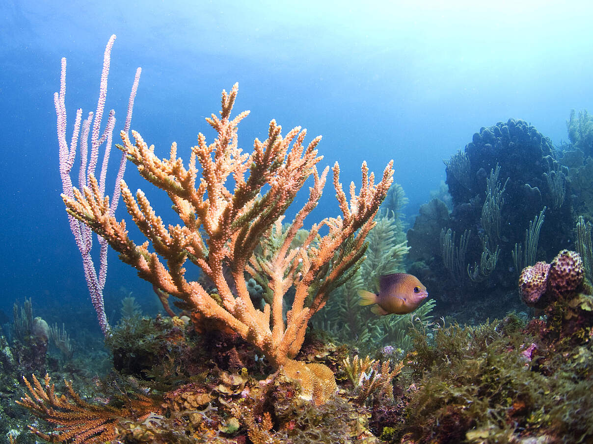 Ein besseres Abfallmanagement sorgt für ein gesundes Korallenriff in Honduras