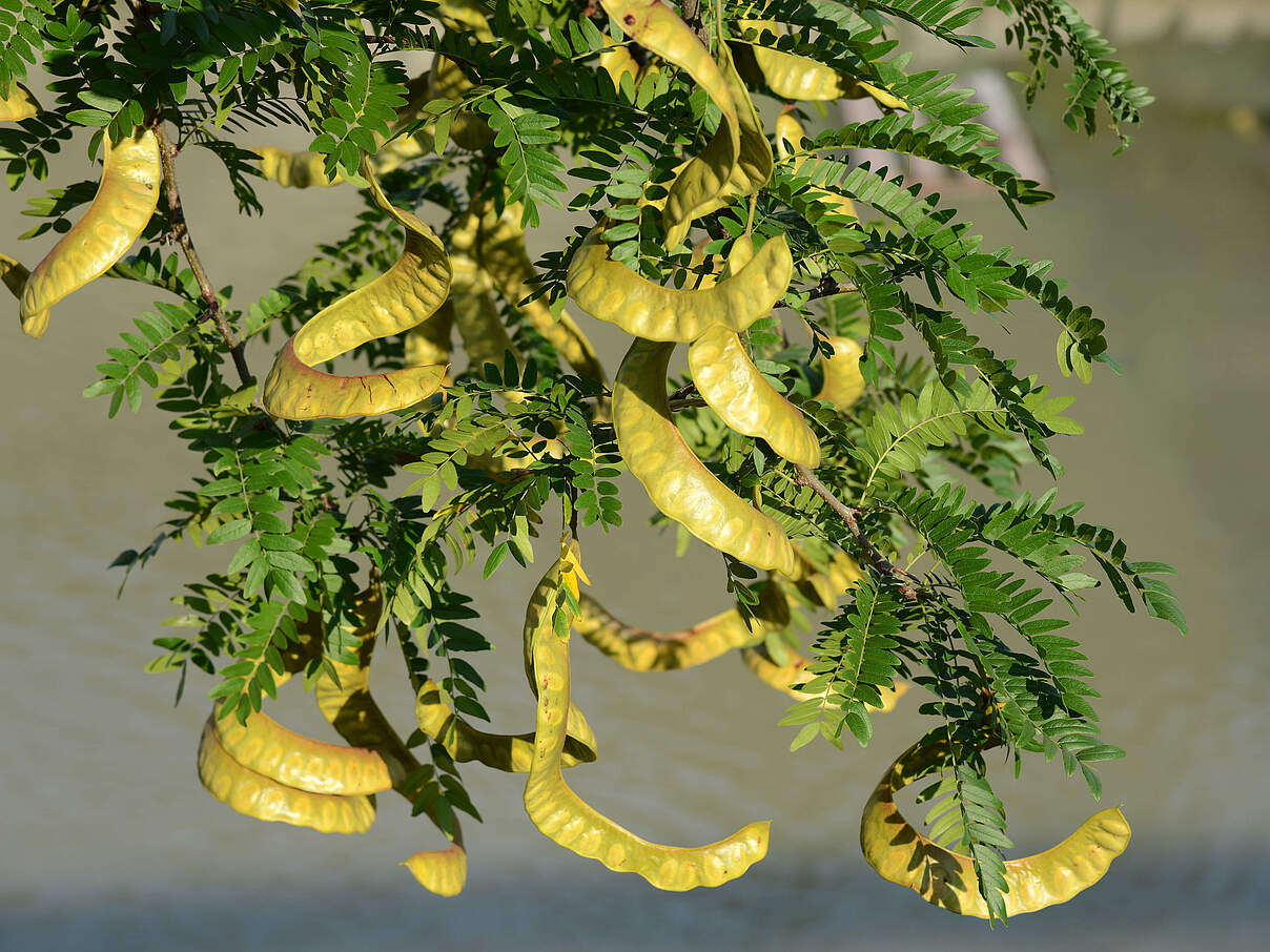 Mimosen: gar nicht gut für die Savanne © Feodor Korolevsky / iStock / Getty Images