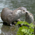 Fischotter © Ralph Frank / WWF
