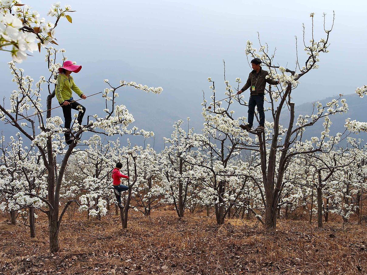 Handbestäubung von Apfelbäumen in China