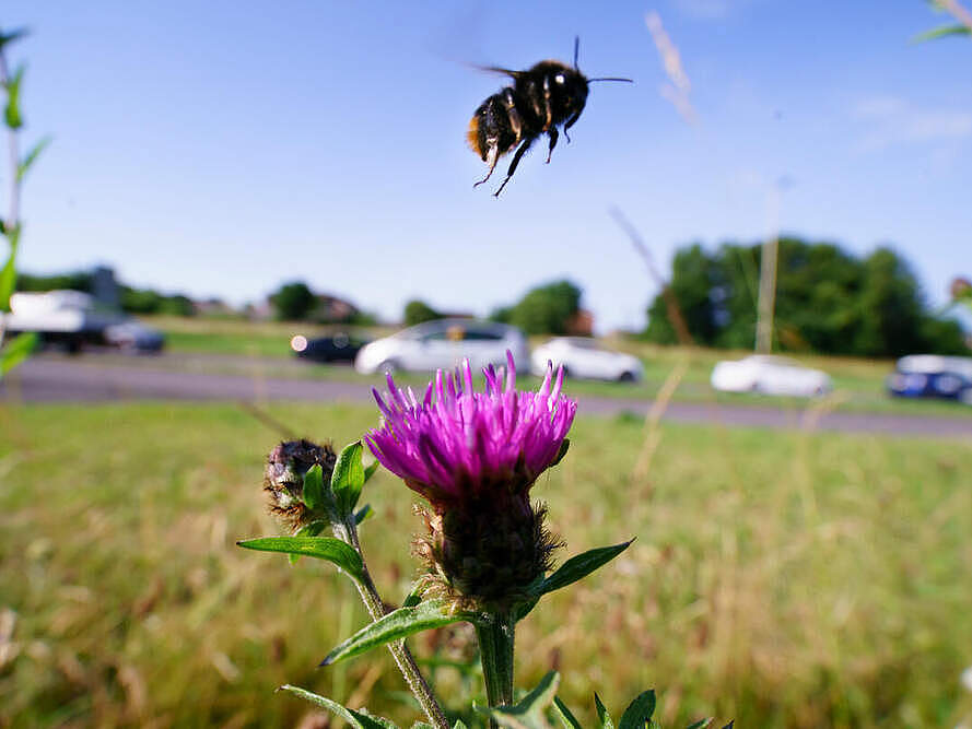 Hummel startet von einer Blumenwiese mit Verkehr im Hintergrund © Paul Rogers WWF