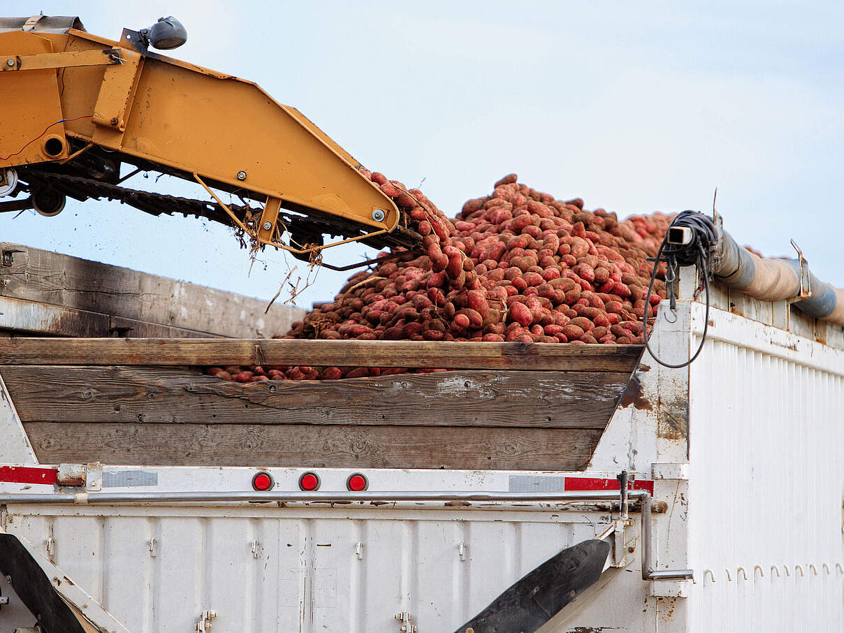 Kartoffelernte auf dem Lastwagen © BrianBrownImages / iStock / GettyImages Plus