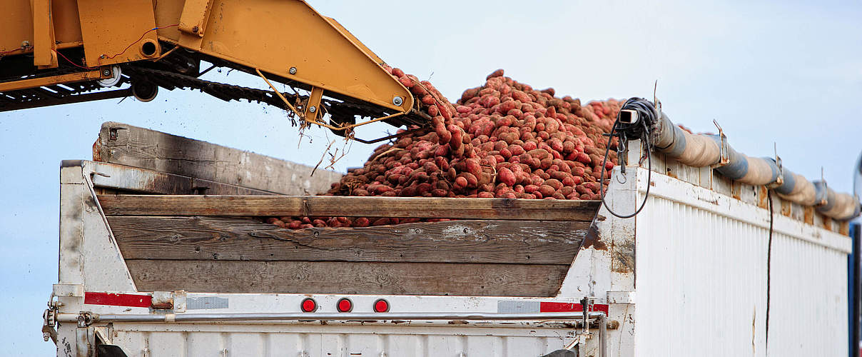 Kartoffelernte auf dem Lastwagen © BrianBrownImages / iStock / GettyImages Plus