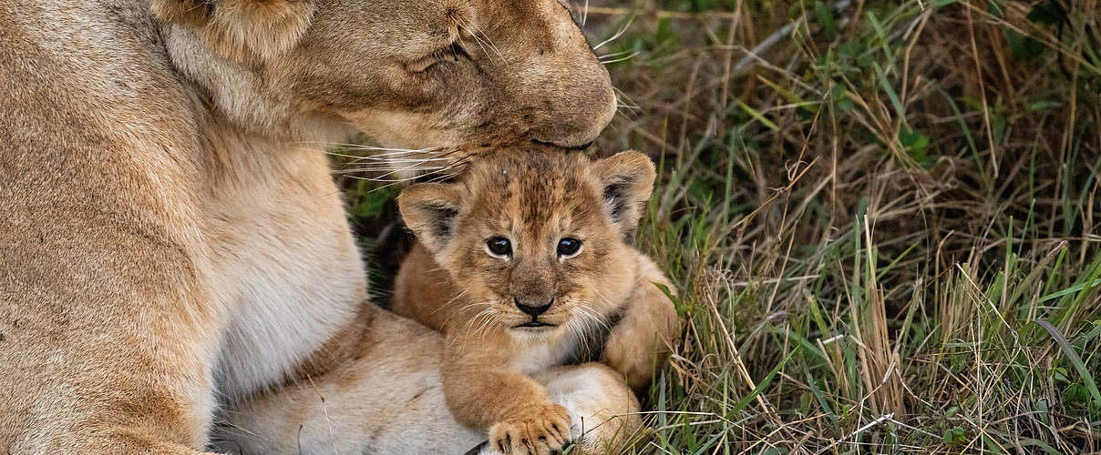 Löwenmutter und Nachwuchs © Nihar Gawand / iStock / Getty Images