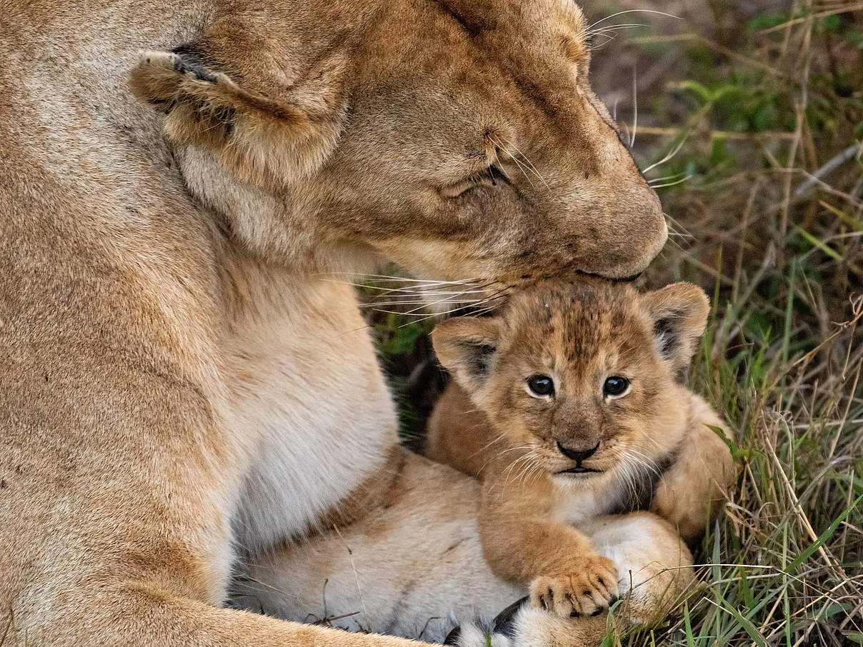 Löwenmutter und Nachwuchs © Nihar Gawand / iStock / Getty Images