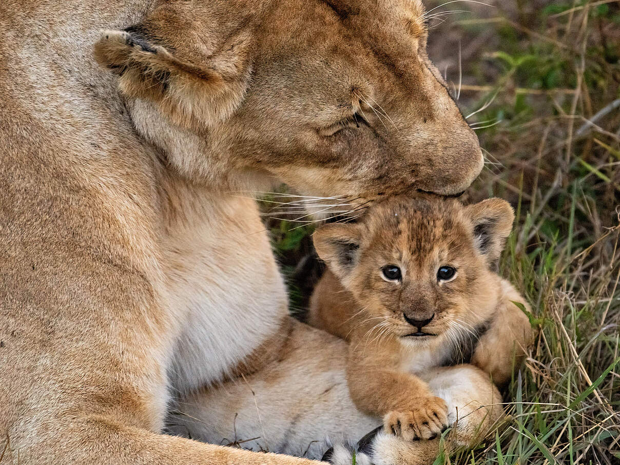 Löwenmutter und Nachwuchs © Nihar Gawand / iStock / Getty Images