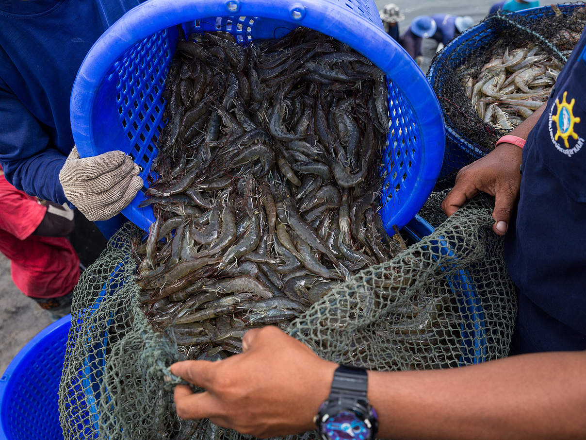 Shrimps aus einer Zucht in Thailand © Nicolas Axelrod-RUOM / WWF-US