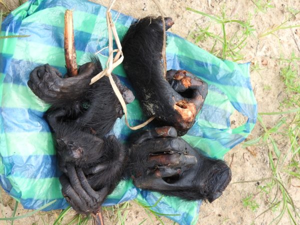 Gewilderte Hände eines Bonobo © WWF-DRC