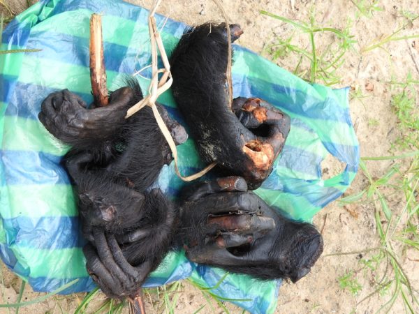 Gewilderte Hände eines Bonobo © WWF-DRC Gewilderte Hände eines Bonobo © WWF-DRC