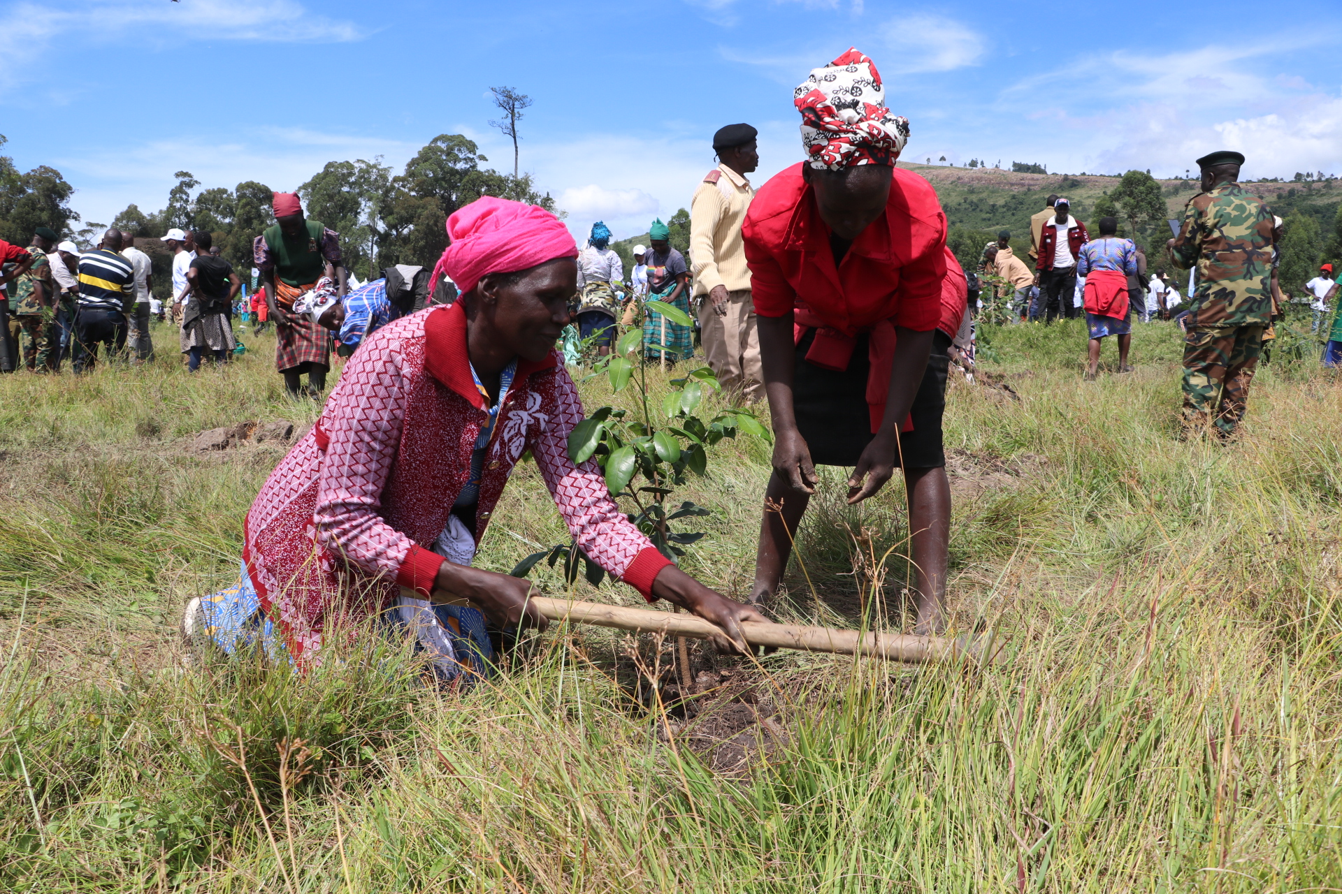 Erste Setzlinge für neue Wälder in Kenia und Tansania © WWF Kenia
