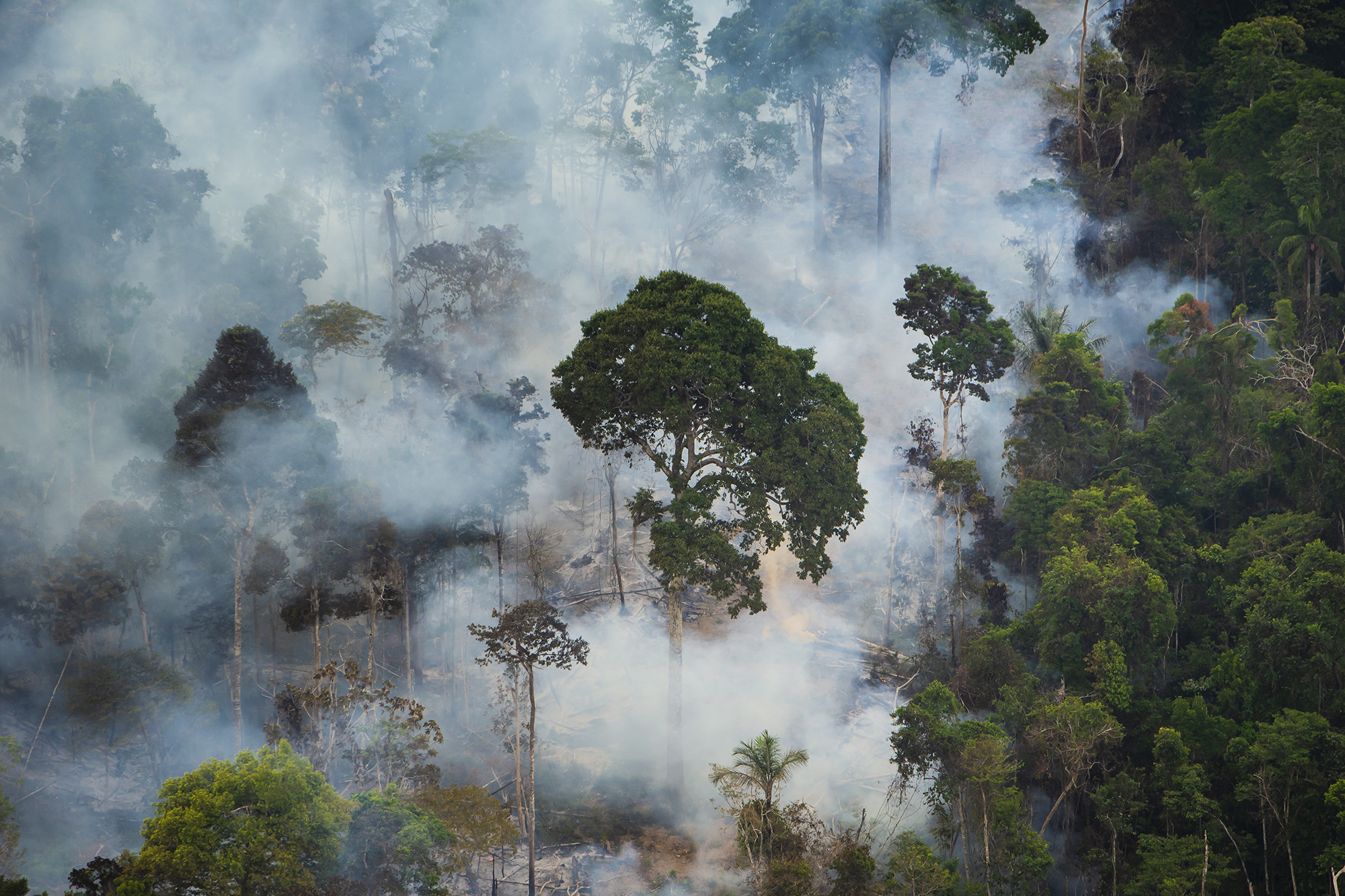 Feuer im Amazonas © WWF Brazil