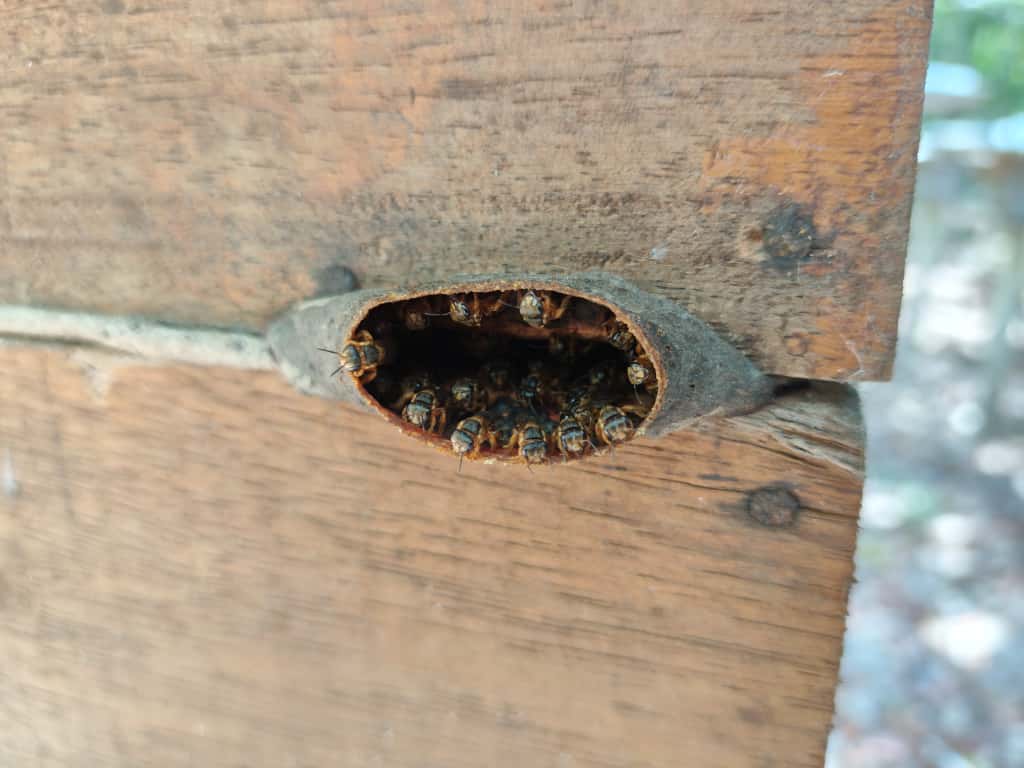 Die Meliponen-Bienen sind ein Kulturgut schon in der Maya-Kultur gewesen.