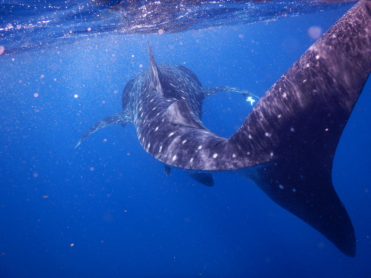 Walhai schwimmt in der Nähe von Mexiko © Sherry Magno