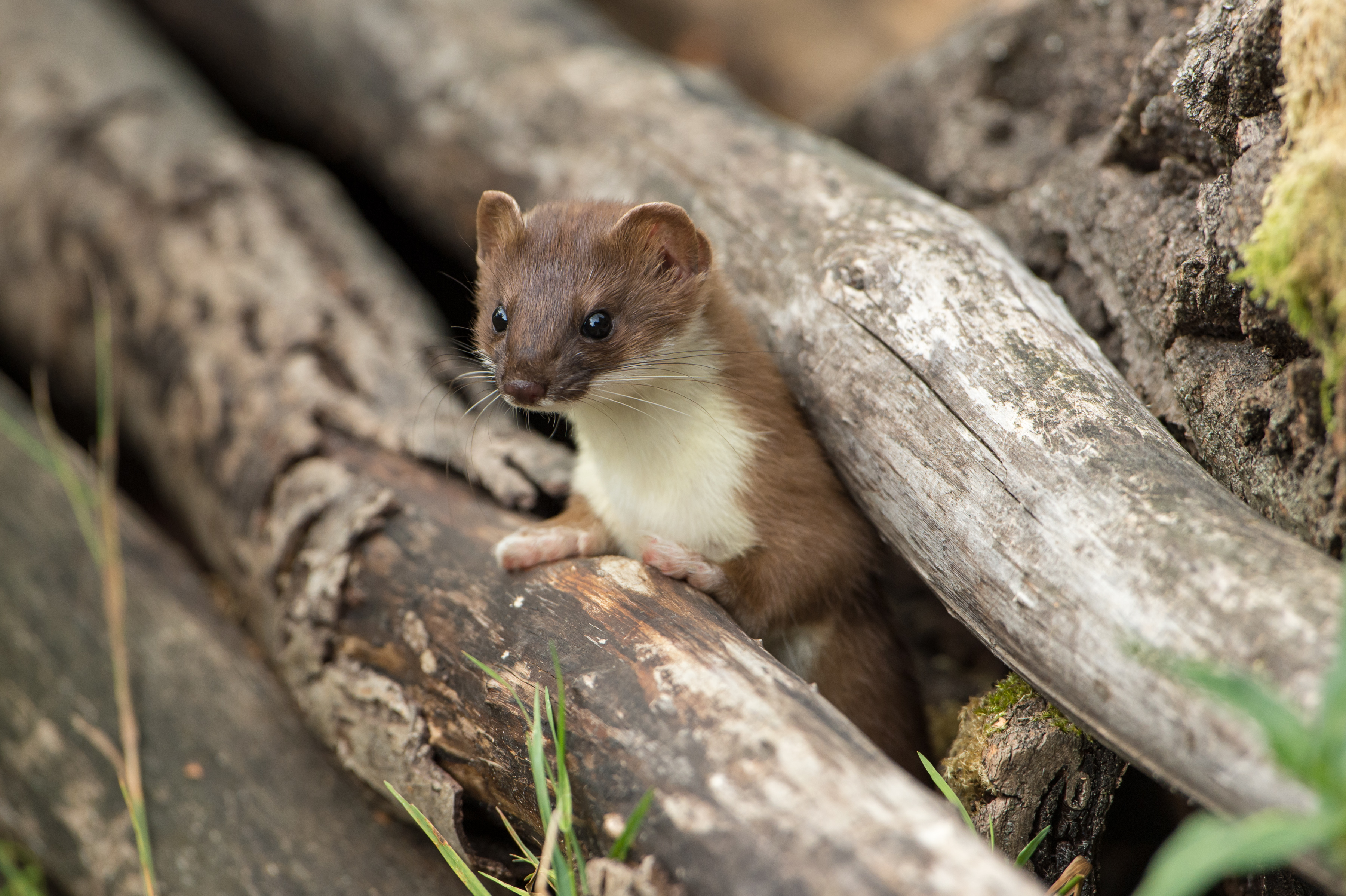 Hermelin im Sommerfell 