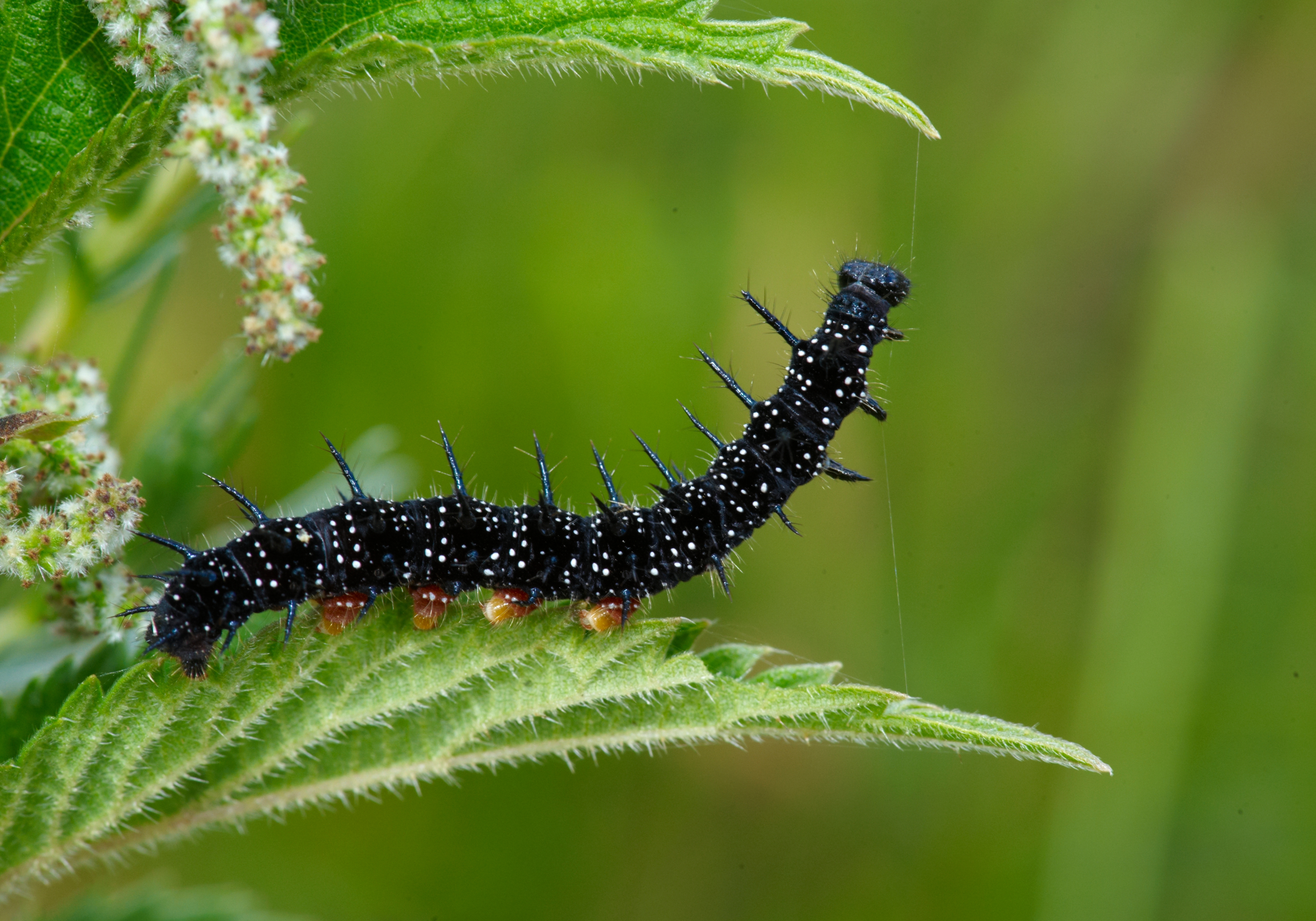 Raupe eines Tagpfauenauges 