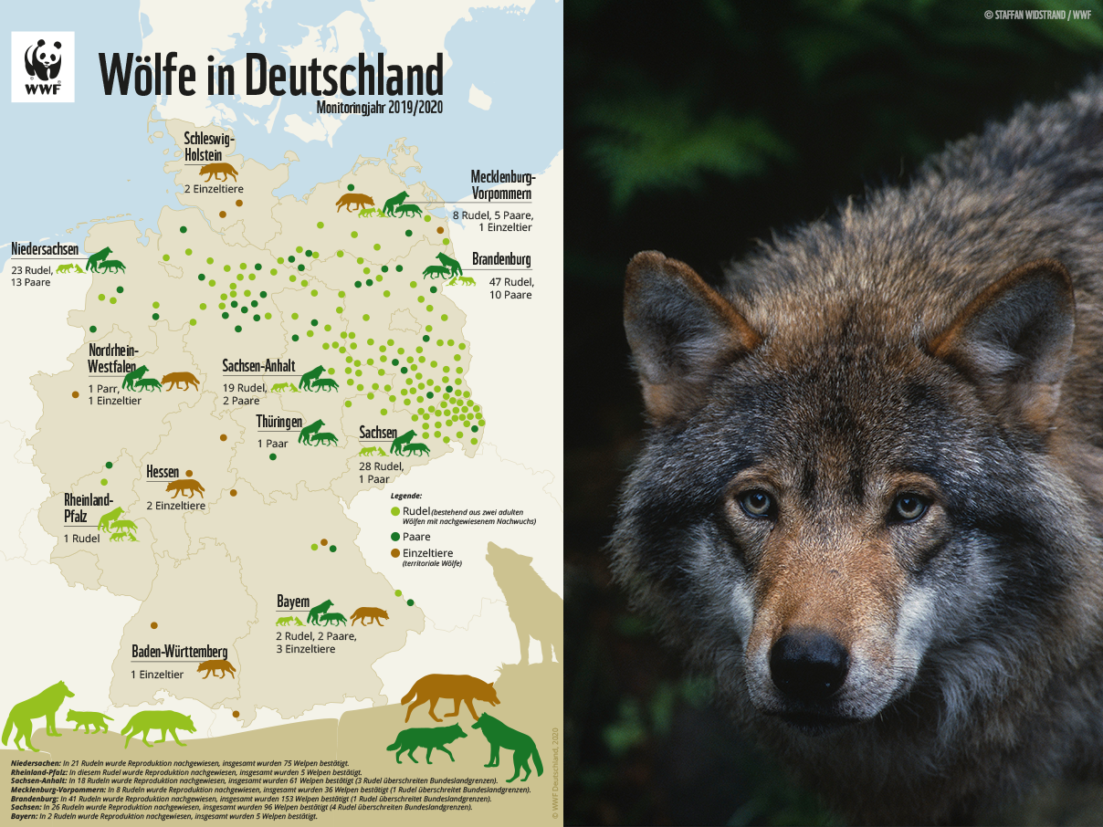 Verbreitungsgebiet der Wölfe in Deutschland © WWF