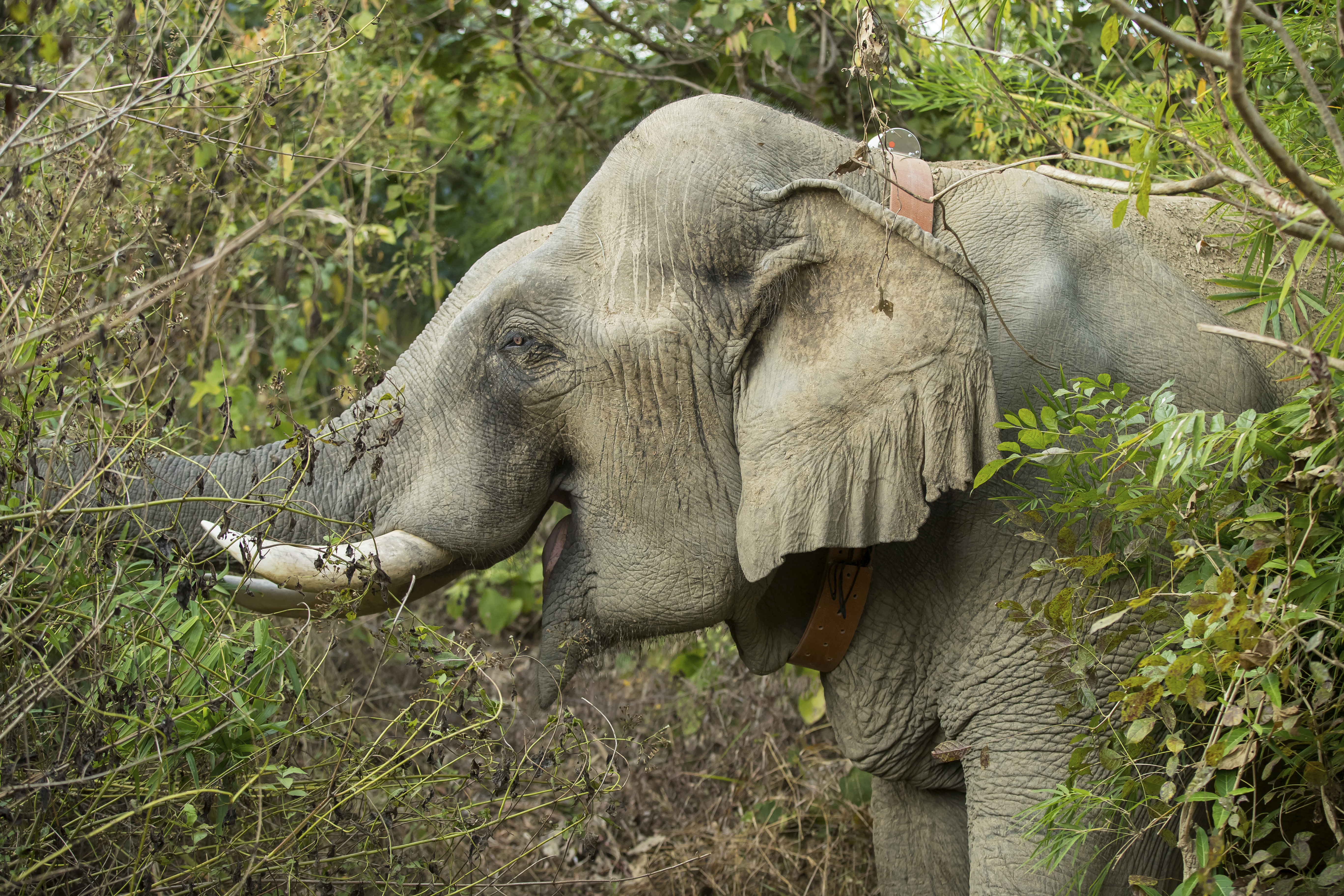 Elefant mit Besenderung © Julia Thiemann / WWF-Germany