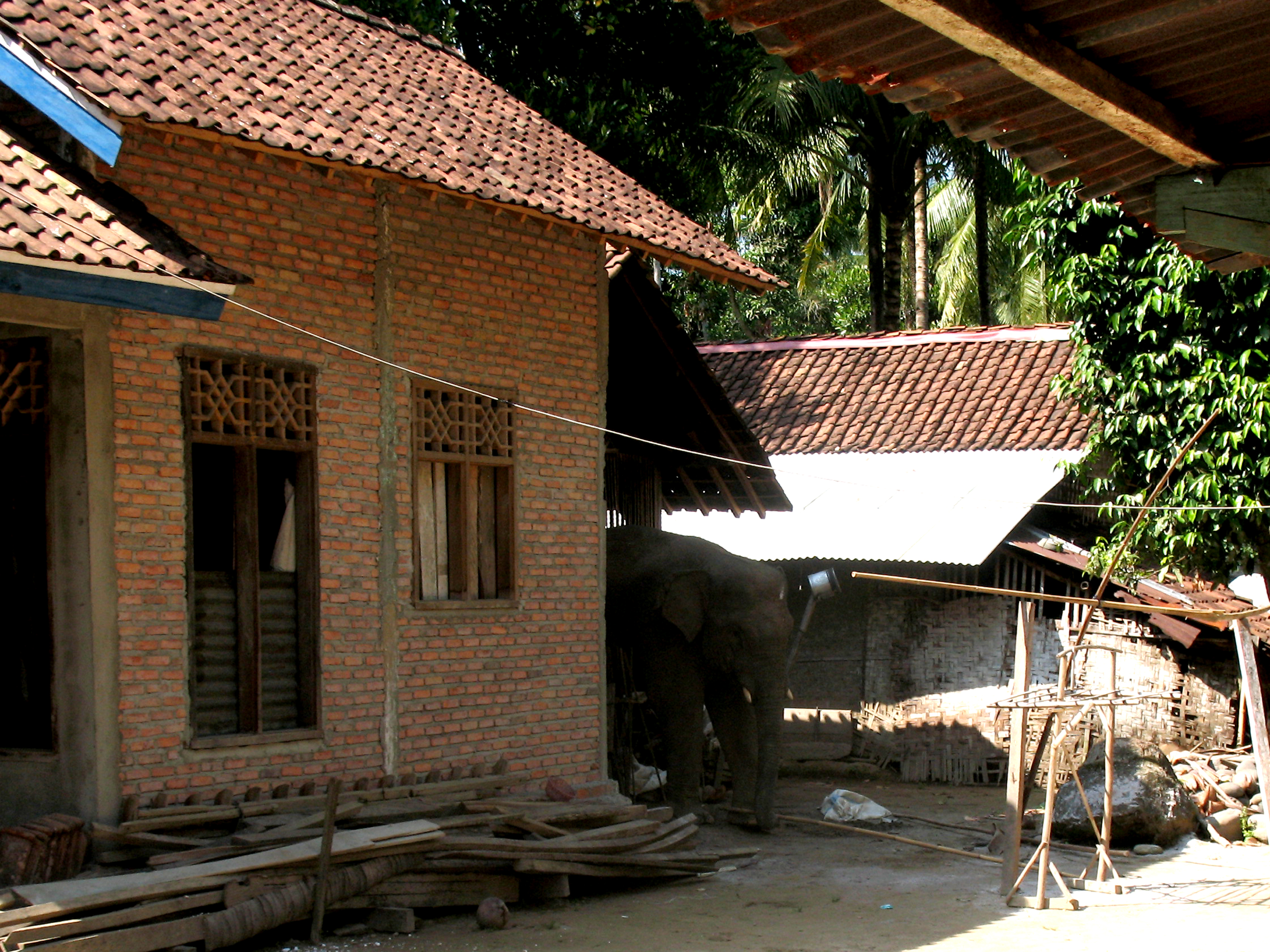 Elefant im Dorf © WWF-Indonesia / Marino Elefant im Dorf © WWF-Indonesia / Marino