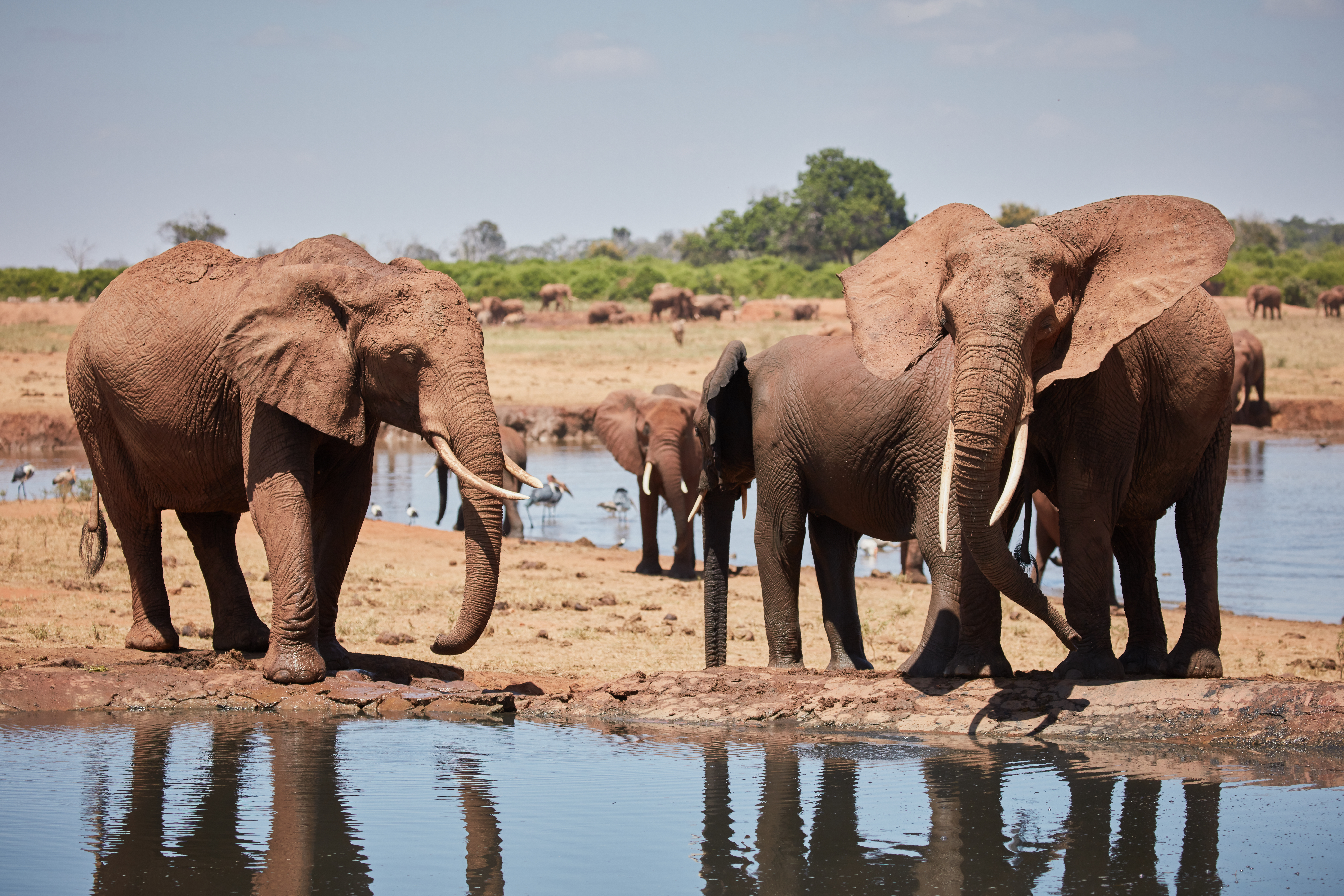 Elefanten am Wasserloch im Tsavo East-Nationalpark in Kenia © Juozas Cernius / WWF-UK 