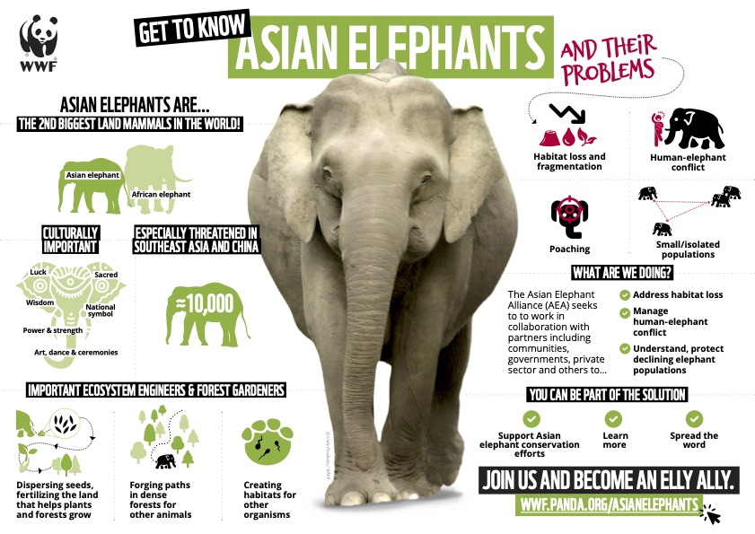 Infografik Asiatische Elefanten © WWF / EllyAlly