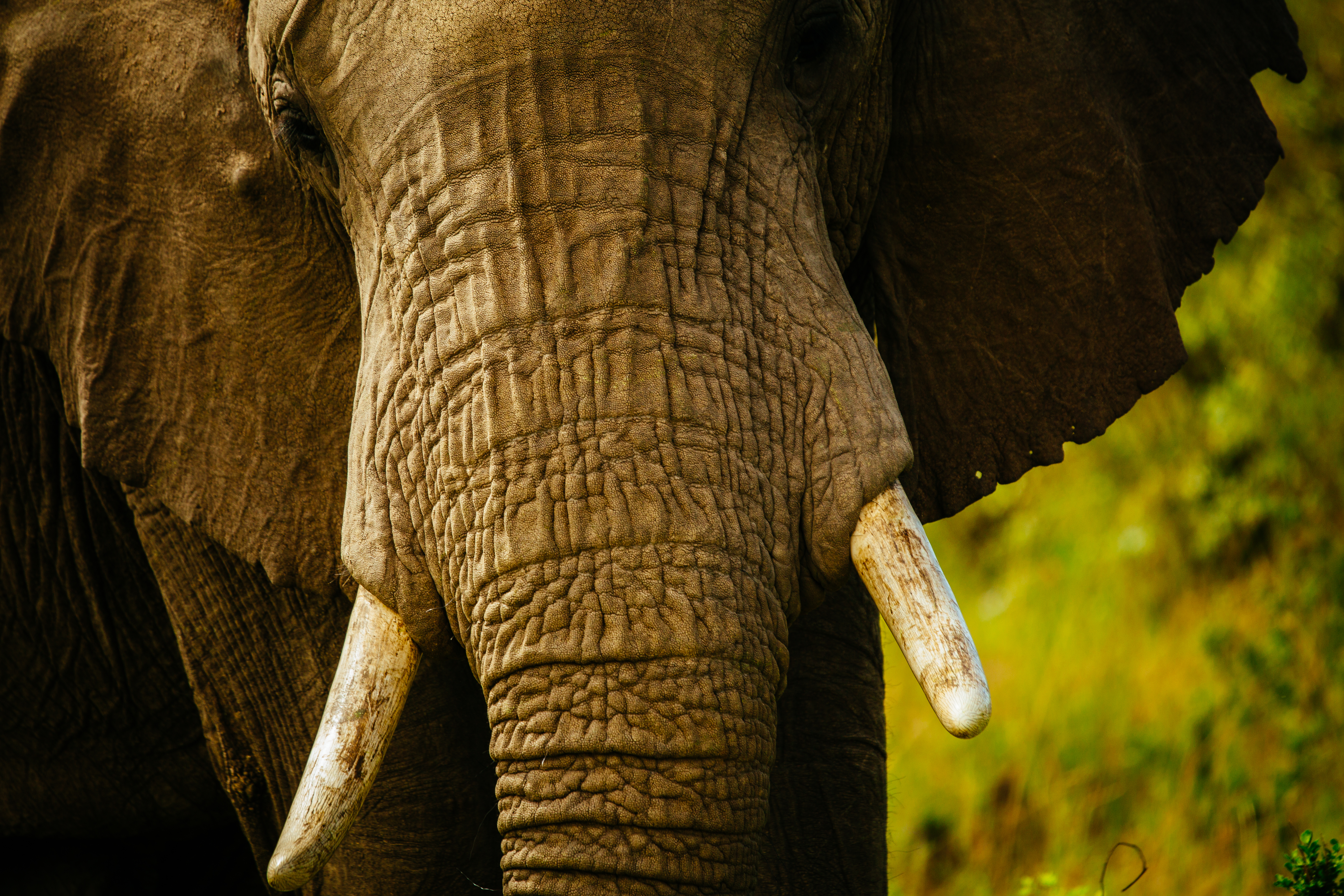 Nahaufnahme eines Afrikanischen Savannenelefanten © Greg Armfield / WWF UK