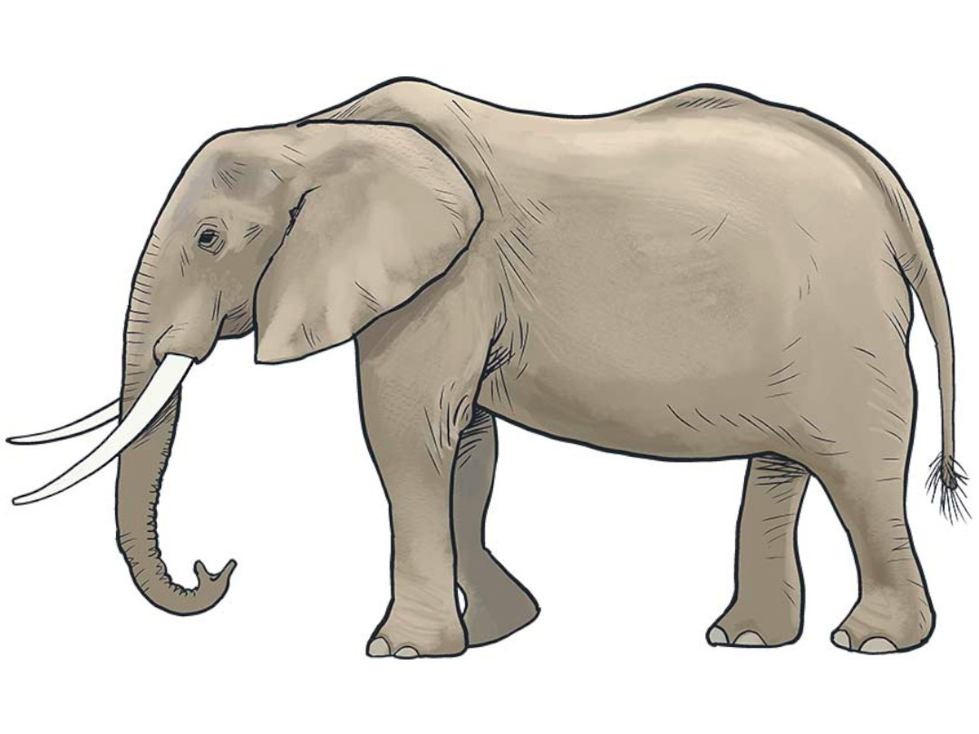 Illustration eines Afrikanischen Elefanten