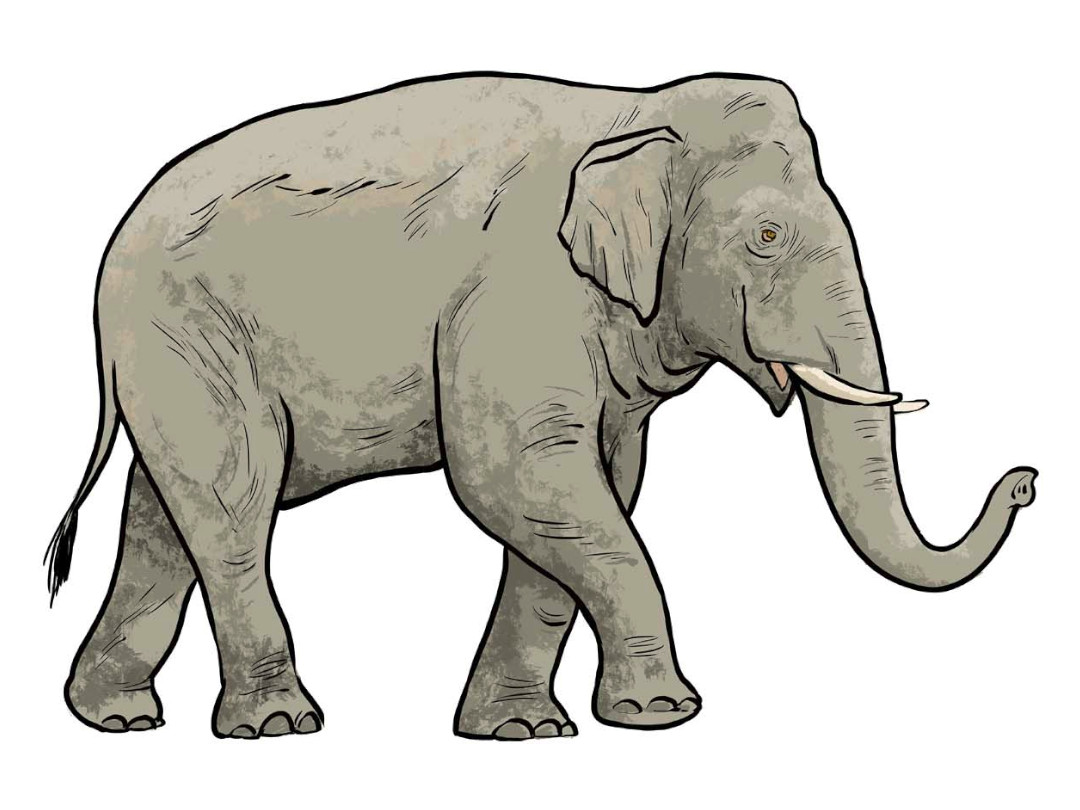 Illustration eines Asiatischen Elefanten