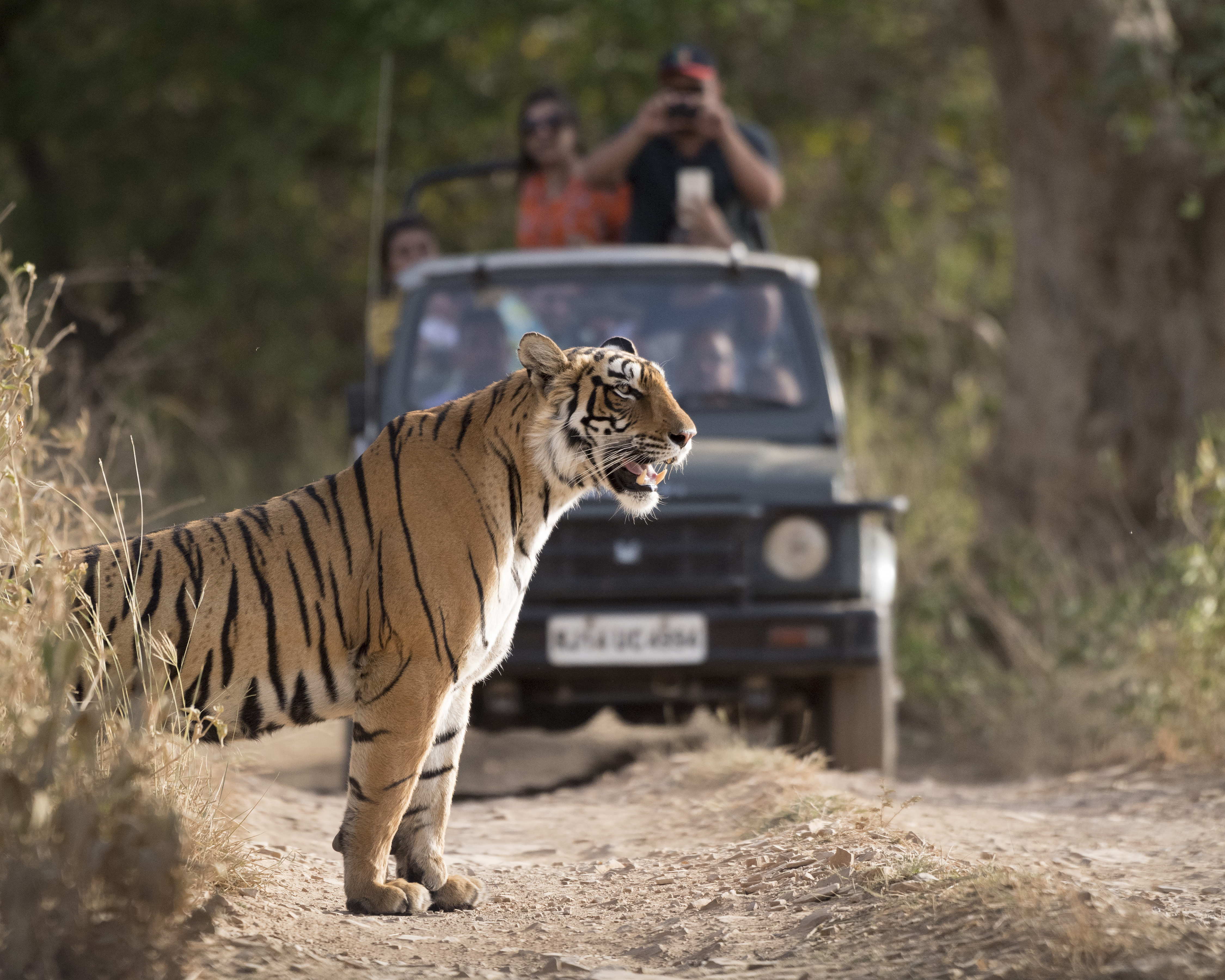 Wegen schwindender Lebensräume treffen Mensch und Tiger immer häufiger aufeinander 