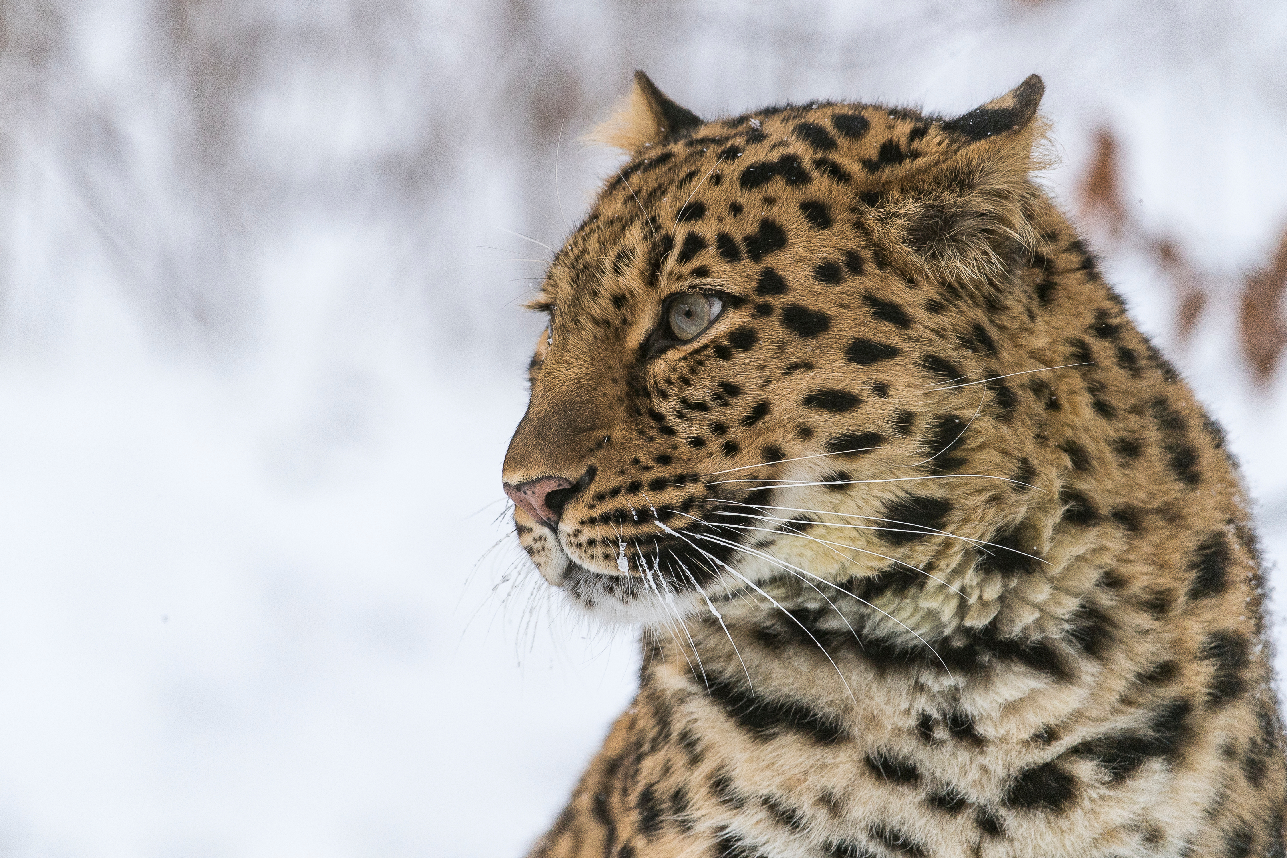 Amur-Leopard © Ola Jennersten / WWF-Sweden
