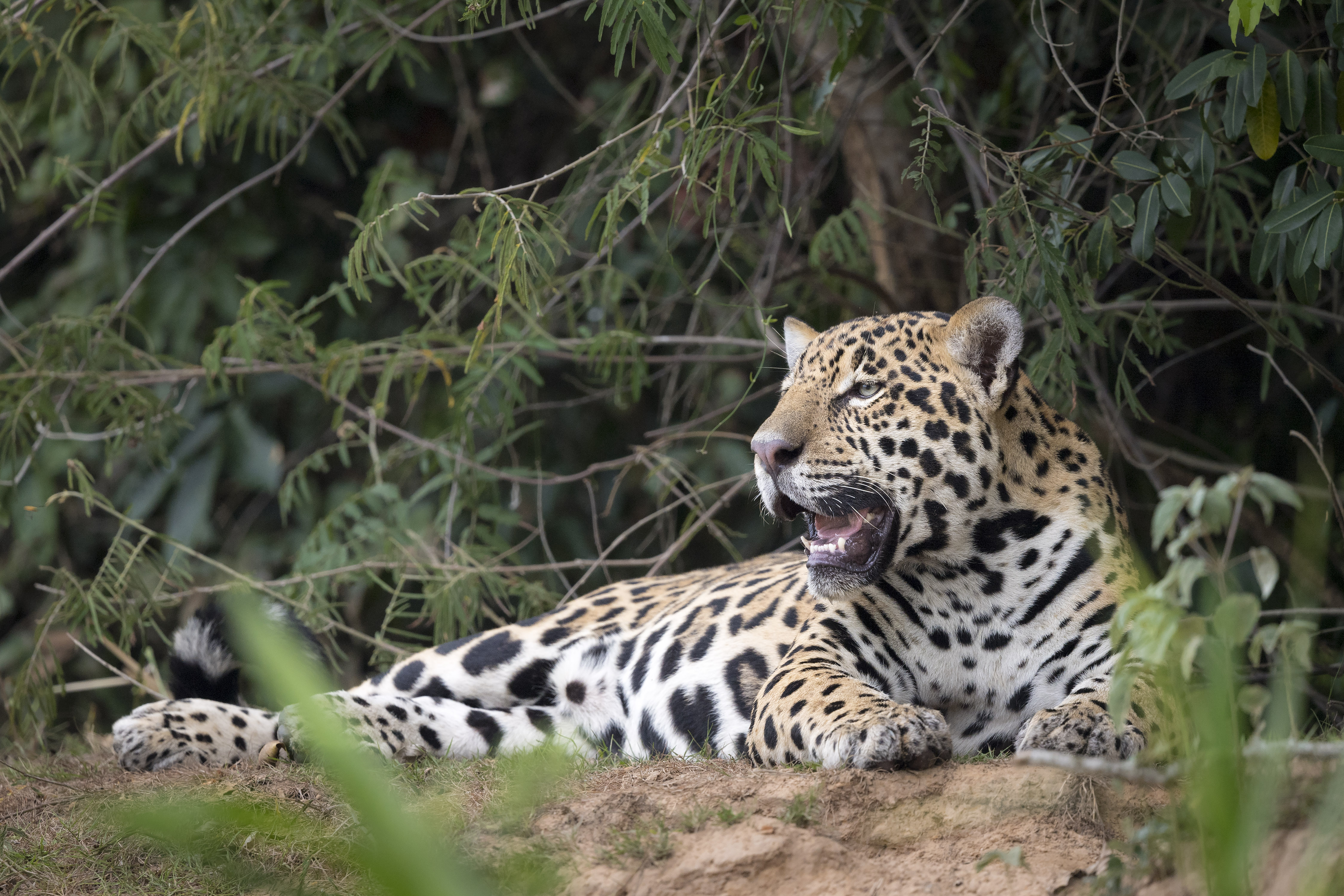 Jaguar in Südamerika © Richard Barrett / WWF-UK