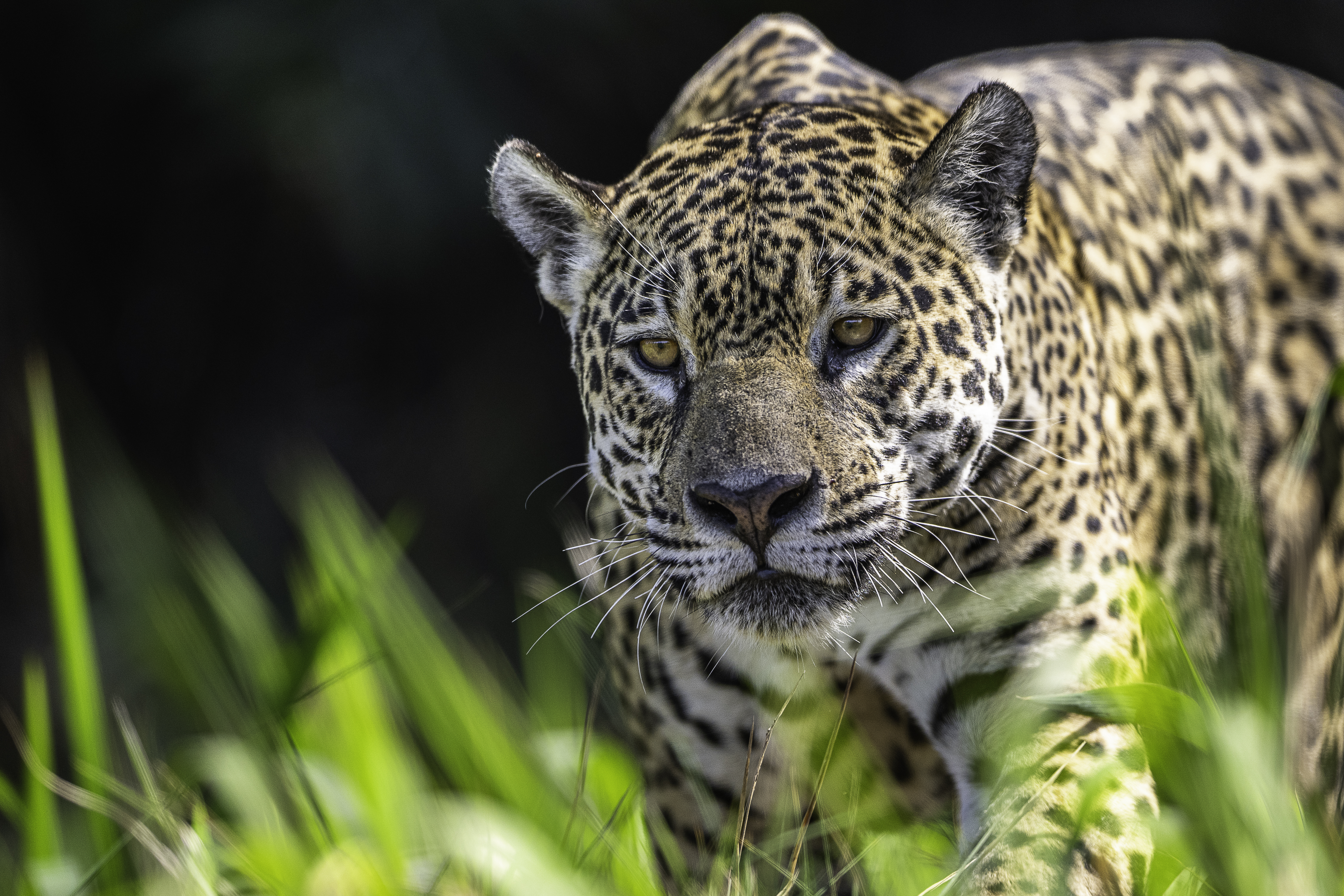 Ein Jaguar pirscht durch den Tropenwald.