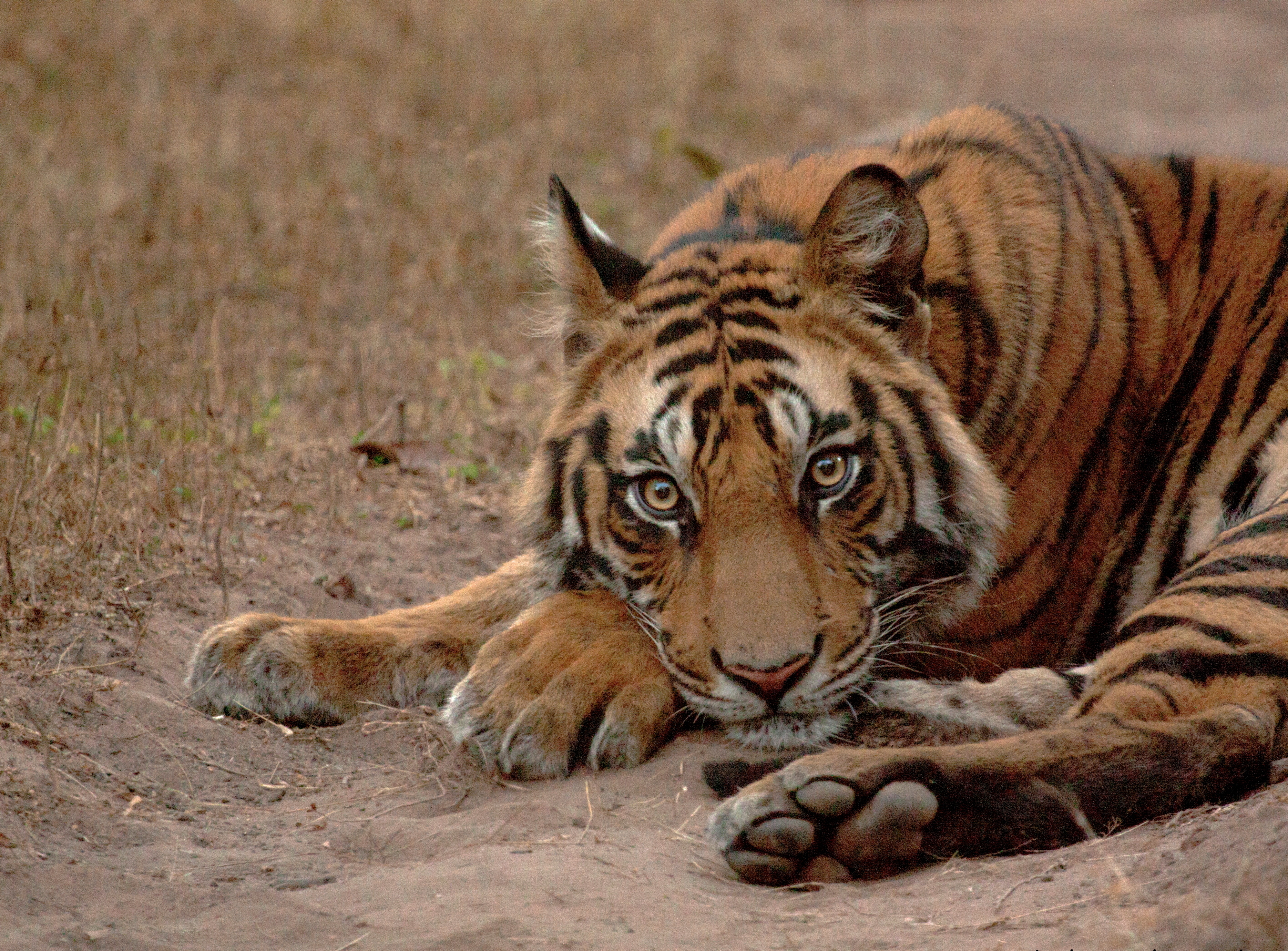 Ruhender Tiger in Indien © Rahul K Talegaonkar