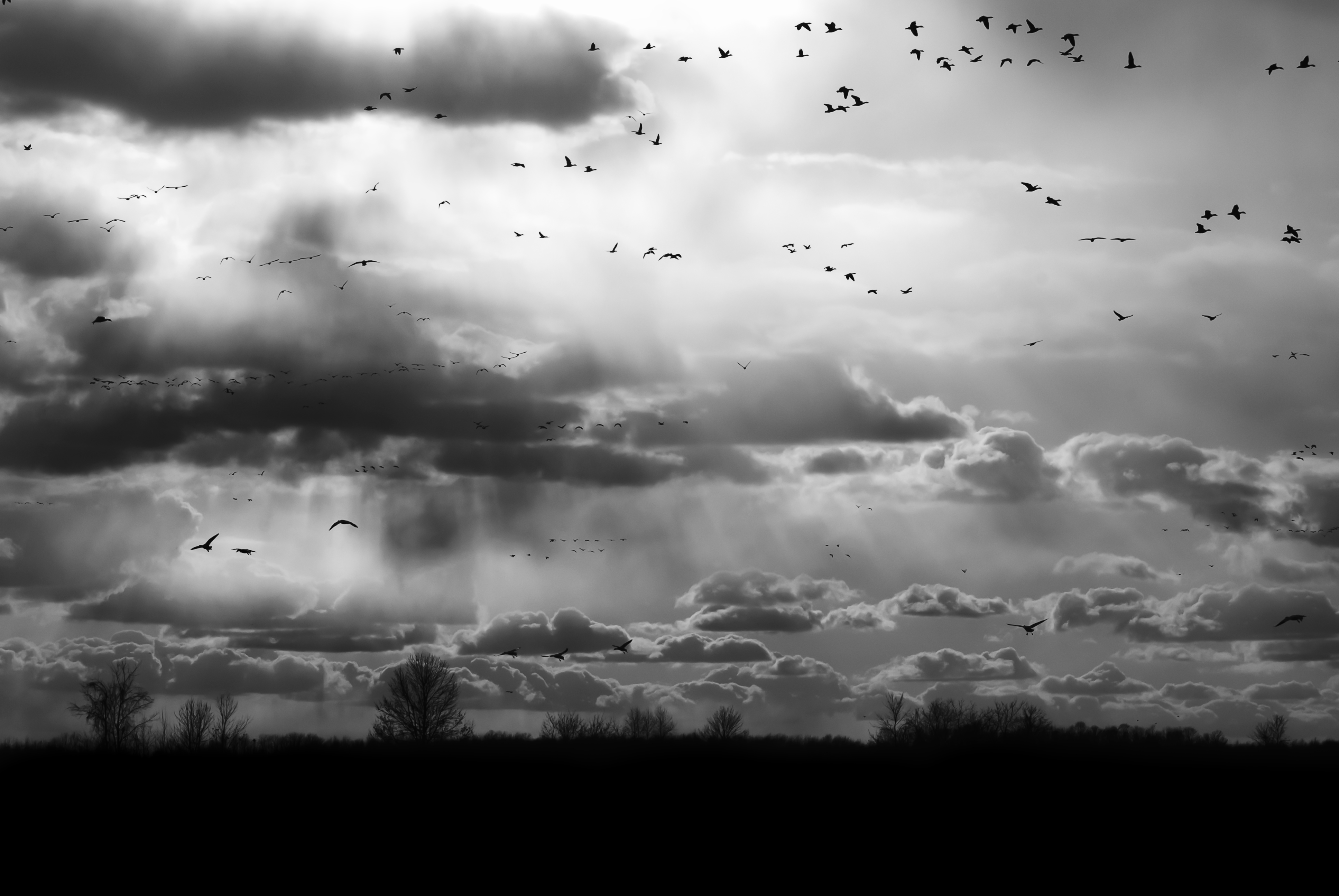 Vögel am Himmel