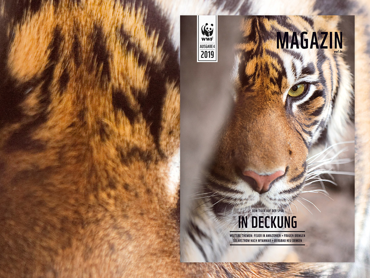 WWF Magazin "Tiger" Oktober 2019 © WWF