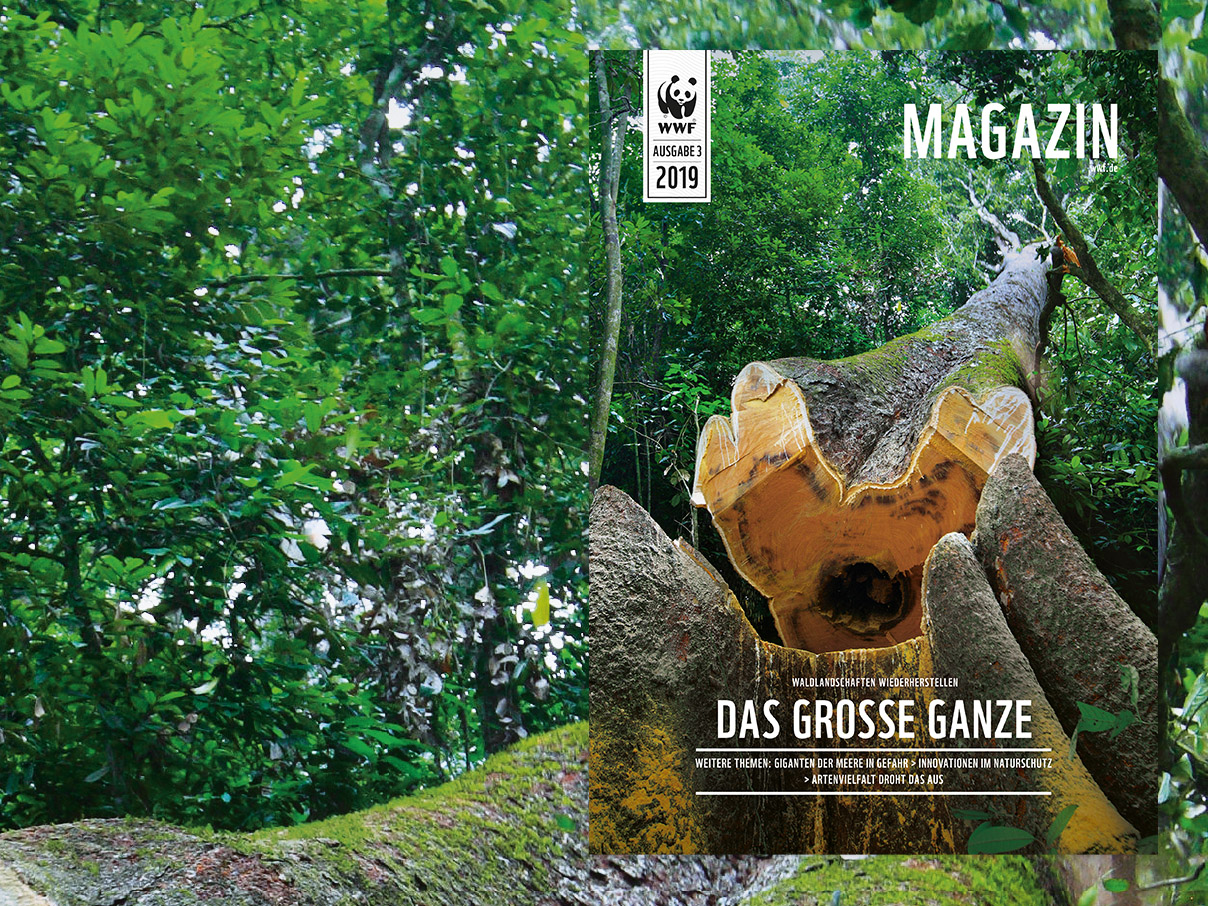 WWF-Magazin "Wälder" Juli 2019 © WWF
